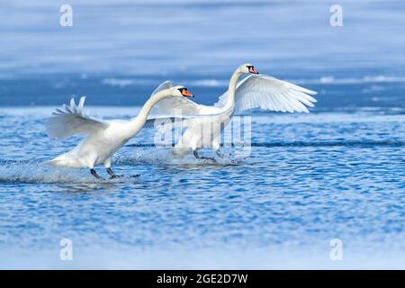 Mute Swan (Cygnus olor). Deux adultes débarquant sur l'eau. Allemagne Banque D'Images