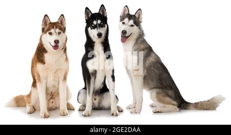 Trois chiens husky isolés sur du blanc Banque D'Images