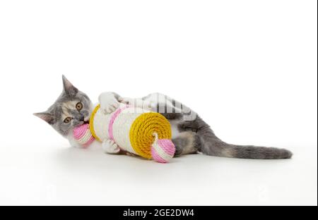 British Shorthair. Chaton jouant avec un jouet rayant. Image studio sur fond blanc Banque D'Images