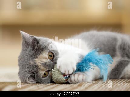 British Shorthair. Chaton jouant avec une plume jouet. Allemagne Banque D'Images