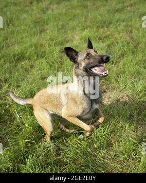 Berger belge, Malinois. Adulte qui bondissant sur un pré. Allemagne Banque D'Images