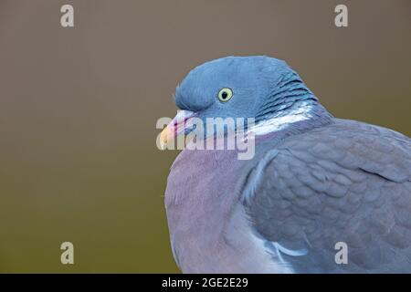 Pigeon de bois (Columba palumbus) (Columba livia). Portrait d'un adulte. Vente dans les pays de langue allemande uniquement Banque D'Images