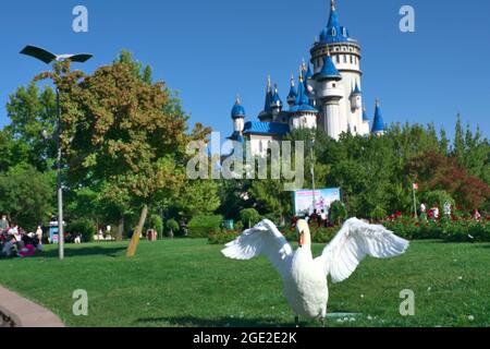 Deux magnifiques cygnes blancs Eating Grass à Sunny Day, devant un Blue Castle Banque D'Images