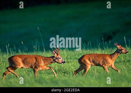 Cerf de Virginie (Capreolus capreolus). Buck suivant doe pendant la courteship. Allemagne Banque D'Images