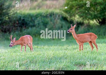 Cerf de Virginie (Capranolus capranolus). Les Roebucks surpassent fréquemment eux-mêmes pendant la saison d'accouplement jusqu'à l'épuisement complet. Allemagne Banque D'Images
