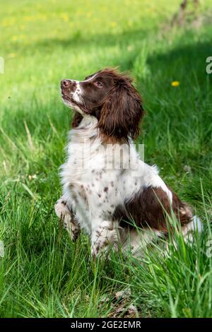 Springer Spaniel anglais assis dans l'herbe. Allemagne Banque D'Images