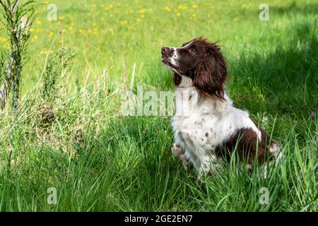 Springer Spaniel anglais assis dans l'herbe. Allemagne Banque D'Images