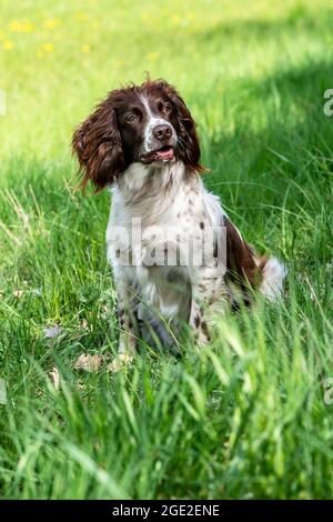 Springer Spaniel anglais assis dans l'herbe. Allemagne Banque D'Images