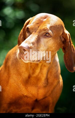 Magyar Vizsla. Portrait du vieux chien. Allemagne Banque D'Images