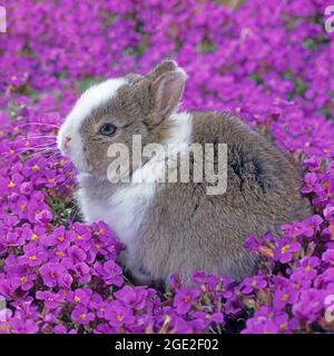 Lapin nain. Jeune lapin nain de la Cresson de roche en fleur (Aubrieta sp.). Allemagne Banque D'Images