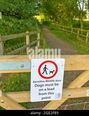 CHIEN WALKER SIGNE à Battlemead Common, Maidenhead, Berkshire. Photo : Tony Gale Banque D'Images