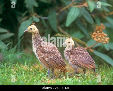 Petit-duc, petit-duc indien (Pavo cristatus). Deux poussins debout dans l'herbe. Allemagne Banque D'Images