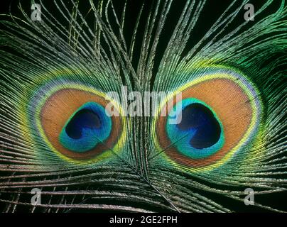 Peafhibou indien (Pavo cristatus), gros plan de plumes avec des eyespots. Allemagne Banque D'Images