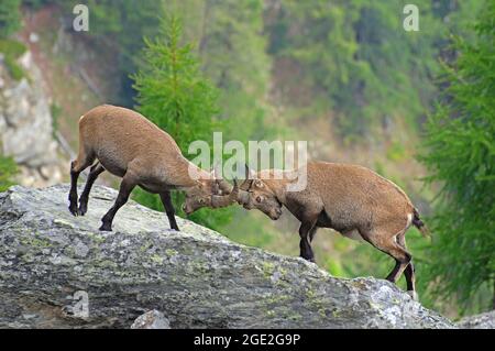 Ibex alpin (Capra ibex). Deux jeunes mâles s'épargnent en se poussant l'un l'autre. Autriche Banque D'Images