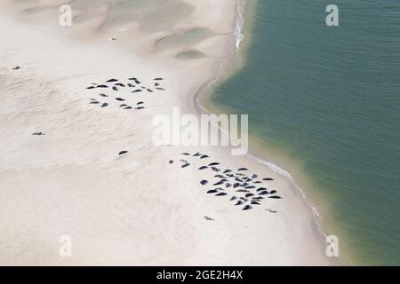 Les phoques gris (Halichoerus grypus) et les phoques communs (Phoca vitulina) reposent sur un banc de sable, parc national de la mer des Wadden, Schleswig-Holstein, Allemagne Banque D'Images