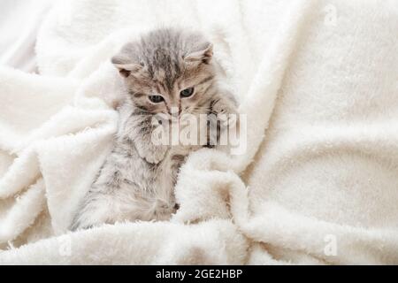 Portrait de chat tabby avec patte sur couverture blanche douce. Le chat repose sur le lit. Un animal de compagnie confortable dormant dans une maison confortable. Copier l'espace Banque D'Images