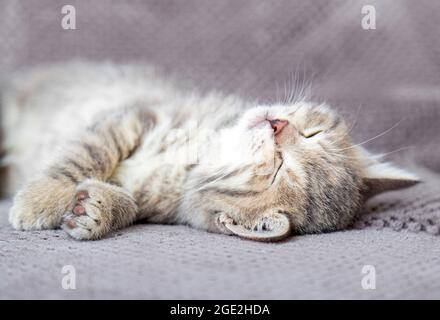 Le joli chaton en tabby repose sur un canapé gris doux. Le chat repose sur son fond et repose sur le lit. Un animal de compagnie confortable dormant dans une maison confortable. Banque D'Images