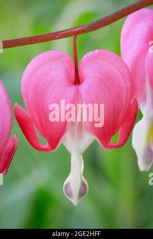 Saignement-coeur (Lamprocapnos spectabilis). Gros plan de fleurs Banque D'Images