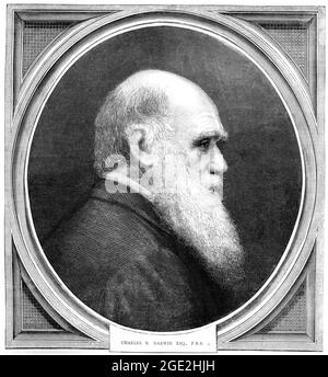 Gravure ancienne de Charles Darwin (1809 à 1882). Un naturaliste anglais qui a montré que toutes les espèces de la vie sont descendues au fil du temps de l'an commun Banque D'Images
