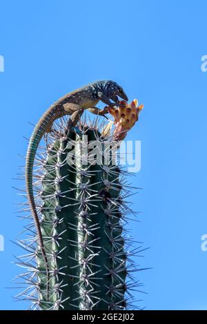 Lézard bleu à queue de cheval (Cnemidophorus murinus ruthveni) mangeant à partir d'une fleur au-dessus du cactus, parc national de Washington Slagbaai, Bonaire, Caribbe hollandais Banque D'Images