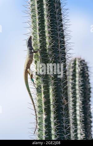 Lézard bleu à queue de cheval (Cnemidophorus murinus ruthveni) grimpant dans le cactus columnaire, parc national de Washington Slagbaai, Bonaire, Antilles néerlandaises. Banque D'Images