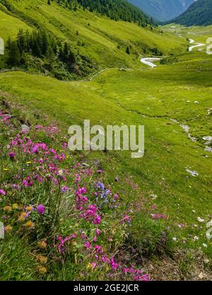 Sankt Jakob, Autriche. 20 juillet 2021. Fleurs sur un alpage au bord de la rivière Schwarzach dans la vallée de Defereggen au Tyrol. La vallée de Defereggen se trouve au milieu du parc national Hohe Tauern. La vallée est entourée de montagnes des montagnes de Deferegg, du groupe Rieserferner, du groupe Lasörling et du groupe Schober. Credit: Patrick Pleul/dpa-Zentralbild/ZB/dpa/Alay Live News Banque D'Images