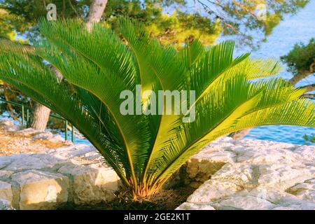 Cycas Revoluta. Des feuilles de palmier vertes et luxuriantes par temps ensoleillé. Repos, vacances et Voyage sur la côte de mer. Palmier vert en été. Banque D'Images