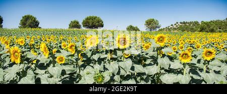 Magnifique champ de tournesol par temps ensoleillé Banque D'Images