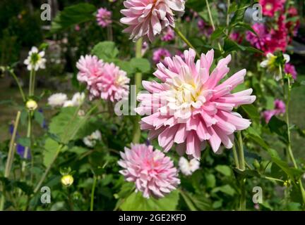 Dahlias roses et blanches dans un jardin d'été. Banque D'Images