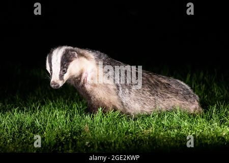 Un blaireau européen (Meles meles) la nuit dans un jardin à Sussex, Royaume-Uni Banque D'Images