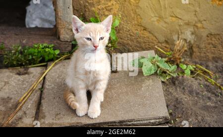 Le chaton au gingembre se trouve dans la porte de la grange. Le chat donne sur l'ancienne buanderie près de la porte en bois. Joli petit chat domestique chaton. Banque D'Images