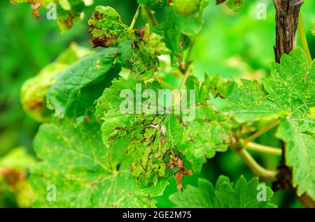 Perte de feuilles de raisin de près. Mauvaise récolte. Feuilles affectées par la maladie. Lésions fongiques, bactériennes et virales. Ravageurs et infections des plantes. Mise au point sélective Banque D'Images