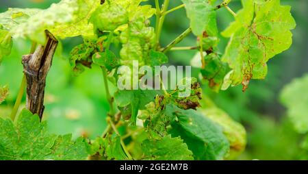 Perte de feuilles de raisin de près. Mauvaise récolte. Feuilles affectées par la maladie. Lésions fongiques, bactériennes et virales. Ravageurs et infections des plantes. Mise au point sélective Banque D'Images