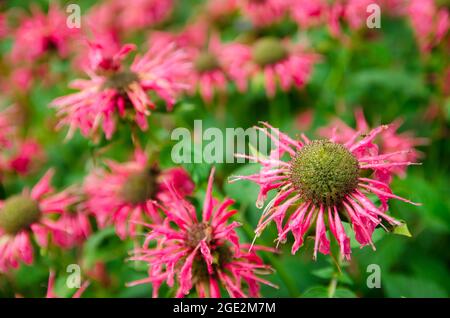 La brousse fleurie de monarda pousse dans le jardin après la pluie. Belles fleurs avec papier peint naturel. Mise au point sélective. Banque D'Images