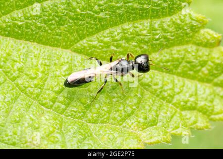 Guêpe puciforme sur feuille, Pulverro indica, Sanwal 1952, Satara, Maharashtra, Inde Banque D'Images