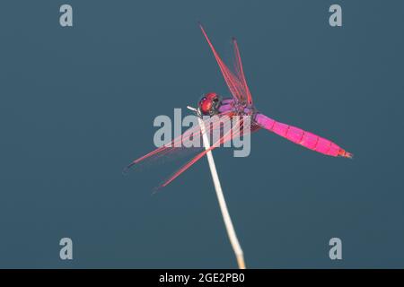 Patin de marais de Chrimson, gros plan, Trithemis aurora, Satara, Maharashtra, Inde Banque D'Images