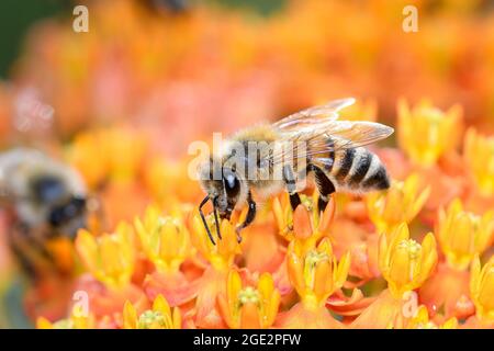 Abeille - APIS mellifera - Pollinates UN Blossom de l'herbe à papillons - Asclepias Tuberosa Banque D'Images