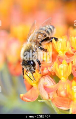 Abeille - APIS mellifera - Pollinates UN Blossom de l'herbe à papillons - Asclepias Tuberosa Banque D'Images