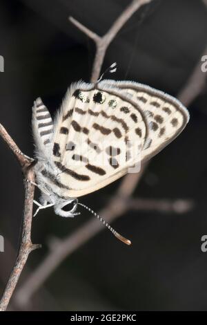 Papillon des plaines, Luthrodes pandava, Satara, Maharashtra, Inde Banque D'Images