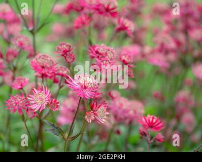 Jolies fleurs de masterwort Astrantia Major Ruby Star Banque D'Images