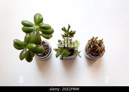 Crassula Ovata, Crassula Ovata Crosby’s Red et Haworthia cooperi succulentes plantes en petits pots de verre isolés sur fond blanc Banque D'Images