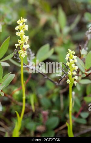 Petite orchidée blanche Banque D'Images