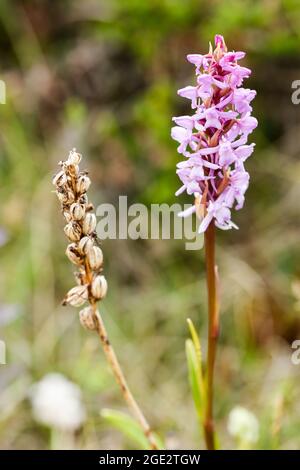 Orchidée parfumée Banque D'Images