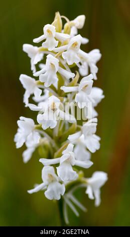 Orchidée parfumée Banque D'Images