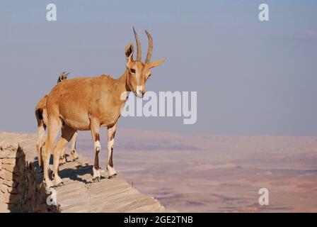 Ibex sur le bord du Machtesh Ramon à Mitzpe Ramon Banque D'Images