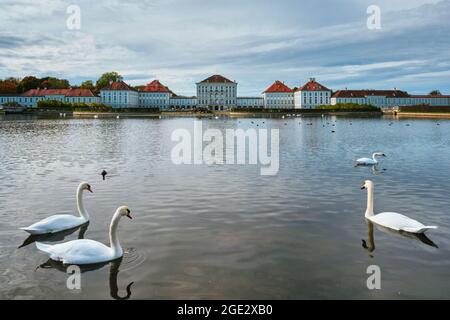 Cygne dans l'étang près du palais de Nymphenburg. Munich, Bavière, Allemagne Banque D'Images