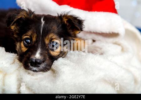 Portrait de chiot noir d'un chien solitaire triste. Le chien se trouve près du chapeau du Père noël du nouvel an à la maison sur une couverture blanche et douce. Chien ennuyé à la maison Banque D'Images
