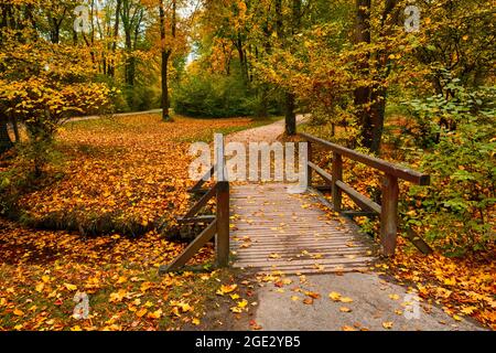 Jardin anglais de Munich le parc Englischer garten en automne. Munchen, Bavière, Allemagne Banque D'Images