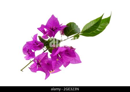 Bougainvilliers glabra fleur de Choisy isolée sur fond blanc Banque D'Images