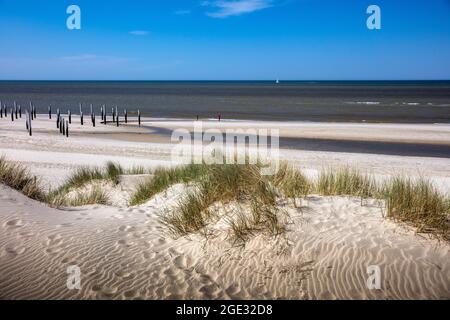 Pays-Bas, Petten, Plage. Mer du Nord. Dunes. Banque D'Images